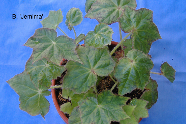 B. ‘Jemima’
